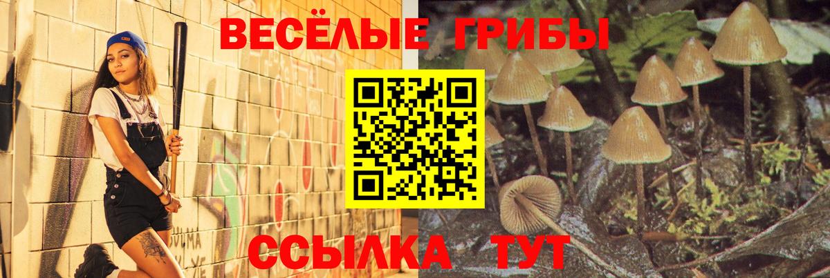 Псилоцибиновые грибы Psilocybe Обнинск